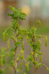 currant branch in spring with flower buds