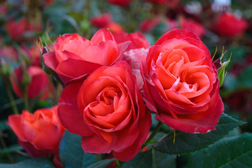 Gruppo di rose rosse in primo piano