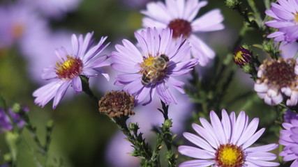 Obraz premium OLYMPUS DIGITAL CAMERA