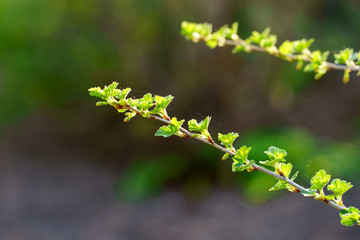gooseberry branch in the garden in spring