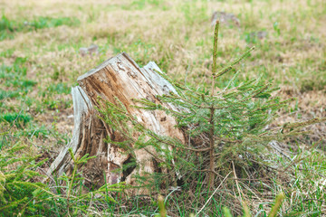 stump in the forest