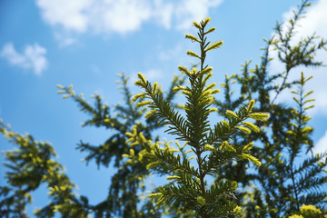 green tree in the sky