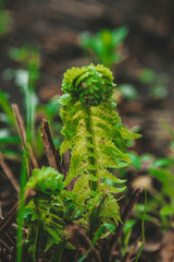 fern in forest
