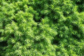 branches of a furtree texture