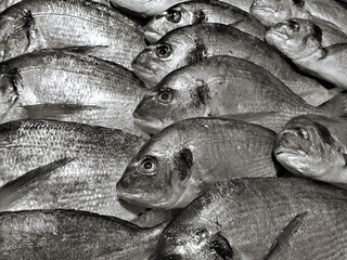 A lot of fresh raw fish on store shelve with ice