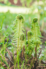 fern in forest