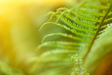 Close up of fresh bright green fern in spring with sun flare