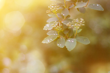 Young spring leaves with rain drops in sun flare