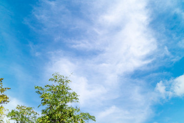 Fototapeta premium Bamboo leaves background cloudy sky