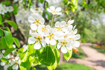 Flowering branch of pear