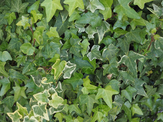 Fototapeta premium ivy plant background