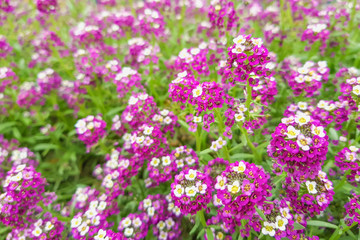 Round purple flowers consisting of small flowers grow in the garden
