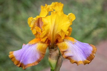 Bearded Iris