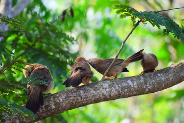 Obraz premium Sparrows loving each other 