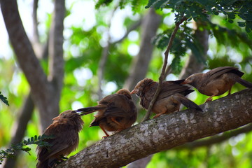 Sparrows loving each other 