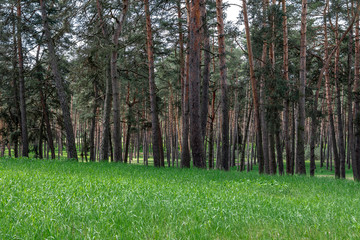  Old pine forest and young green grass in the foreground