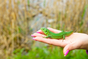 little green lizard on the palm of a girl