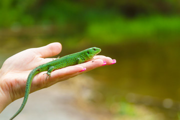 little green lizard on the palm of a girl