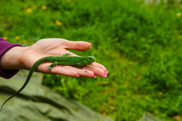 little green lizard on the palm of a girl
