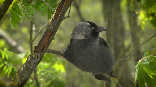 jackdaw sitting on a branch