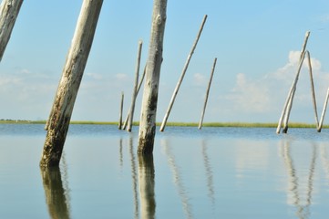 Fototapeta premium reeds in a bay 