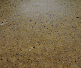 mucilage in dirty water pond