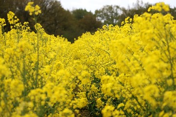 close up of a yellow rape seed field