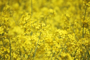 Obraz premium close up of a yellow rape seed field