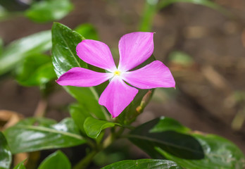 Madagascar or Periwinkle or Vinca flower