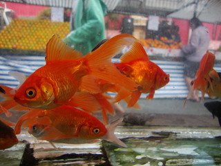 goldfish in aquarium