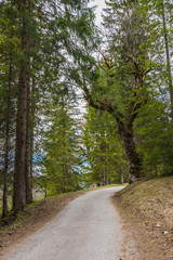 Obraz premium Way in the mountain for hiking.