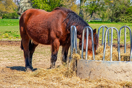 Cheval de trait fran&ccedil;ais au ratelier