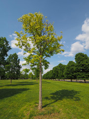 plane (Platanus) tree