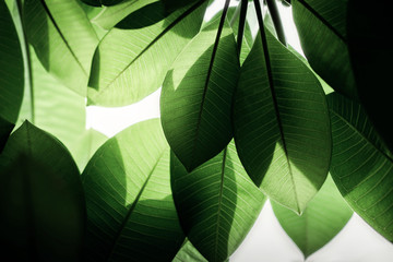 Backlit Green Leaf in Summer or Spring. Natural Sunlight Shining Throuth the Tree. Concept for Earth Day and Ecology