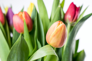 Naklejka premium Tulpen vor hellem Hintergrund