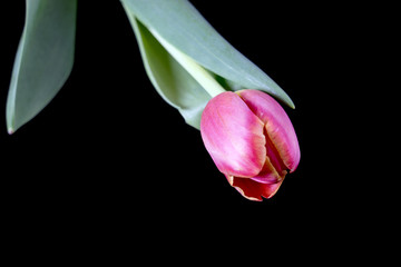 Tulpe auf schwarzem Untergrund