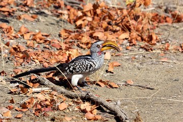 Southern Yellow-billed Hornbill on the ground