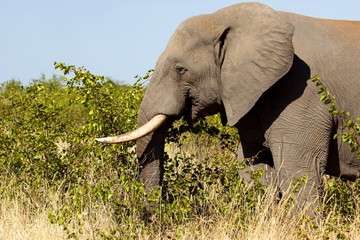 African elephant in the wild