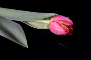 Tulpe auf schwarzem Untergrund