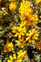 Flores amarillas silvestres en primavera