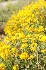 Flores silvestres amarillas rústicas en primavera