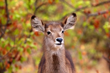 A young waterbuck in Kruger National Park