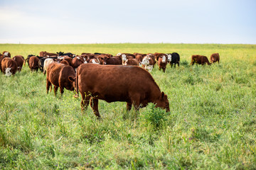 Fototapeta premium Cows raised with natural grass, Argentine meat production