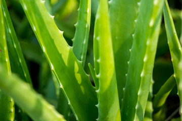 Aloe vera is tropical green plants tolerate hot weather. A close up of green leaves, aloe vera. Aloe vera is a very useful herbal medicine for skin care and hair care that can be used as treatment. - obrazy, fototapety, plakaty