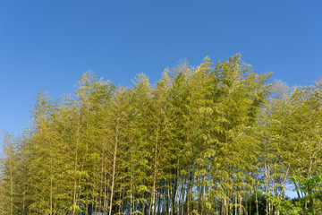 Obraz premium エコ 環境イメージ