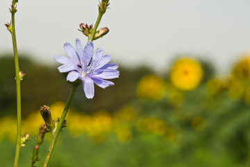 chicory with a fly