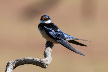 Hirondelle à gorge blanche,.Hirundo albigularis, White throated Swallow © JAG IMAGES