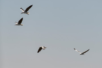 Mouette à tête grise,.Chroicocephalus cirrocephalus, Grey headed Gull