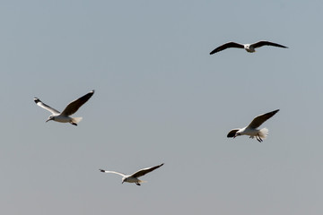 Mouette à tête grise,.Chroicocephalus cirrocephalus, Grey headed Gull