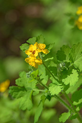 Medicinal plants. Flowers and leaves of Chelidonium majus or large celandine on a sunny day on a blurred background. Soft focus
